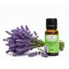 Lavendelöl fein BIO 20ml - Frankreich


Tauche ein in die Welt des echten Lavendels – mit Lavendelöl fein BIO aus Frankreich, dem Herzstück der aromatischen Entspannung.

Der Lavendelduft vom Lavendel fein französisch BIO weckt viele Erinnerungen. Ob violett farbige Felder in Südfrankreich, entspannende Massagemomente oder Wäscheschränke mit frisch gestärkter Wäsche. Mit dem Lavendel verbinden viele von uns ihre ganz persönliche Geschichte. Sein Name kommt vom lateinischen „lavanda“ was so viel wie „dem Waschen dienen“ bedeutet. Schon in der Antike wurden Bäder mit Lavendel beduftet oder mit Lavendel geräuchert, um den Körper und den Geist zu reinigen. Auch wurde und wird er gegen Ungezieferbefall eingesetzt. Der echte Lavendel ist ein Heilmittel mit einem grossen Anwendungsspektrum. Er sollte in keiner Haus- und Reiseapotheke fehlen. Ob Insektenstiche, Verbrennungen oder Prellungen, der echte Lavendel beruhigt und unterstützt die Heilung. Wie Lavandin wird auch der echte Lavendel in der Massage gegen Verspannungen und Schmerzen eingesetzt. Er wirkt direkt auf das zentrale und das vegetative Nervensystem. Bei Ängsten, innerer Unruhe und Schlafstörungen beruhigt er und stellt das innere Gleichgewicht wieder her.