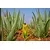 Forever Aloe Vera Gel - über 160 Vital- und Nährstoffe direkt aus der Natur für Dich verfügbar.
