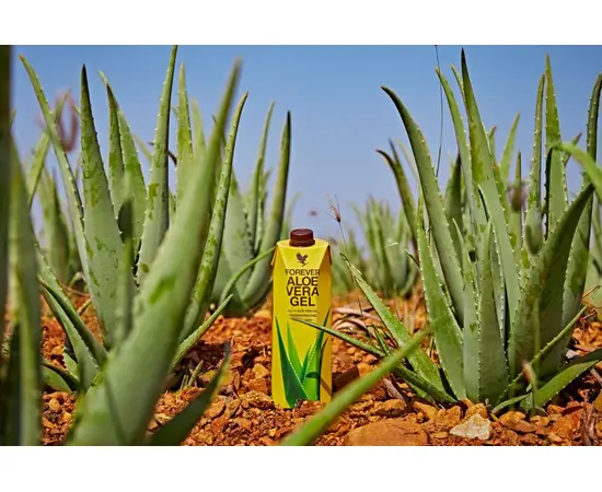 Forever Aloe Vera Gel - über 160 Vital- und Nährstoffe direkt aus der Natur für Dich verfügbar.