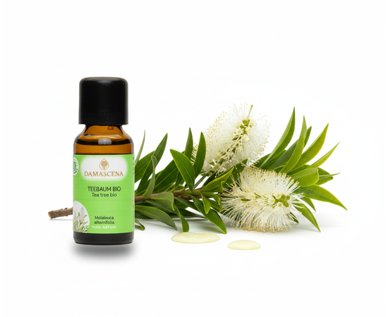 Teebaumöl BIO 20ml – Begleiter und Helfer für alle Fälle


Der Teebaum ist einer der heiligen Pflanzen der Aborigines. Dank seiner vielfältigen Heilwirkungen hat es einen hohen Bekanntheitsgrad in Europa erlangt. Mit seinen antiviralen, juckreizstillenden, antimykotischen und entzündungshemmenden Eigenschaften sollte es in keiner Reise- und Hausapotheke fehlen. Auf der emotionalen Ebene stärkt es und vermittelt Mut. Die Arbeit mit Teebaumöl stärkt das Nervensystem und bringt ins Gleichgewicht.

✔️ Teebaumöl mischt sich gut mit Lavendel, Angelikawurzel, Zeder, Grapefruit und Linaloeholz.
✔️ Für ein frisches und konzentrationsförderndes Arbeitsklima mit Zitrone und Bergamotte in den Aromavernebler geben.
✔️ Nach dem Öffnen innerhalb eines halben Jahres aufbrauchen!
✔️ Zu medizinischen und kosmetischen Einsatzmöglichkeiten geben Ihnen ausgebildete Fachkräfte gerne weitere Auskünfte.