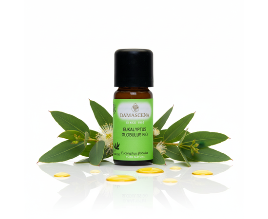 Eucalyptus Globulus BIO - Liberatorio. Rivitalizzante. Chiaro

Respira profondamente - con la potente freschezza dell'eucalipto!

L'olio essenziale di Eucalyptus Globulus BIO di myAloe.ch è un classico tra gli oli naturali quando si tratta di respirare liberamente, di vitalità e di forza mentale. La sua fragranza chiara, simile alla canfora, purifica l'aria, rivitalizza i sensi e fornisce nuova energia - ideale per la stanchezza, l'affaticamento mentale o durante i raffreddori.

Eucalyptus Globulus BIO combina freschezza e purezza in modo unico. La sua fragranza ricorda l'aria limpida di montagna e aiuta a respirare profondamente, con particolare beneficio in caso di problemi respiratori o di esaurimento. Libera la mente, favorisce la concentrazione e rafforza la resistenza: perfetto per le lunghe giornate di lavoro o per sostenere la fase di apprendimento. L'eucalipto è stato apprezzato per secoli anche in naturopatia, come un compagno purificante, protettivo e rivitalizzante.