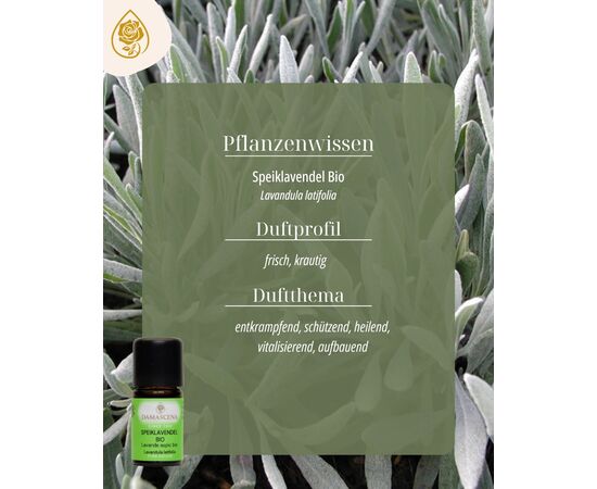 Speiklavendel , der Duft der Klarheit schafft.
Der Speiklavendel - auch bekannt als Lavandula latifolia , wächst in den südlichen Teilen Europas, wo die Sonne am kräftigsten scheint, und erreicht dabei eine Höhe von etwa einem Meter. Seine breiten, silbrig-grünen Blätter haben ihm den Namen «breitblättriger Lavendel» eingebracht.
Wo der echte Lavendel zart und sanft wirkt, zeigt sich der Speiklavendel kraftvoller und robuster.Der frische, kampferhaltige Duft wirkt klärend, befreiend und reinigend und regt Kreislauf und Herz an. Deshalb ist er ein beliebter Begleiter in der Sportmassage, besonders vor Wettkämpfen, da er durchblutungsfördernd und aktivierend wirkt.
Aufgrund seines Camphergehaltes eignet sich das Öl jedoch, anders als der milde echte Lavendel, nicht für Kinder und Schwangere.
In der Aromatherapie schätzt man den Speiklavendel, aufgrund seiner schleimverflüssigenden Wirkung, bei Erkältungskrankheiten.
Schon Hildegard von Bingen wusste um seine Kräfte: Sie empfahl ihn zur Abwehr von Läusen, und in Wein gekocht soll er Schmerzen in Lunge und Leber lindern.
Gekreuzt mit dem echten Lavendel bringt der Speiklavendel zudem das Lavandin hervor, eine Verbindung, die die Kraft beider Pflanzen in sich vereint.
Mit seiner klärenden und belebenden Wirkung begleitet der Speiklavendel durch Momente, die Wachheit und Konzentration verlangen.
Eigenschaften:
körperlich: schmerzstillend, schleimverflüssigend, juckreizstillend
Psychisch: stimulierend, konzentrationsfördernd